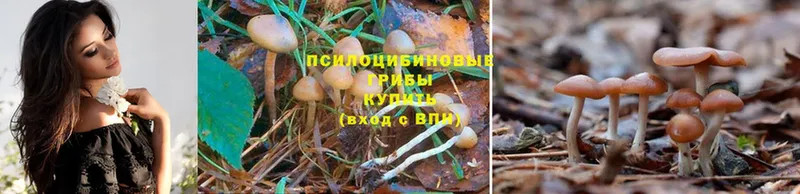 Псилоцибиновые грибы Psilocybe  Камень-на-Оби 